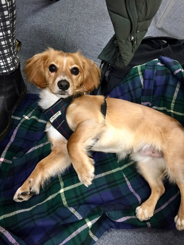 A small beige dog lying on a green blue tartan rug